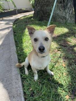 Terrier and Mixed Breed Dogs Available for Adoption in Honolulu, Hawaii - Austin | PetCurious