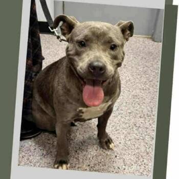 Rescue Mixed Breed Dogs for Adoption in Huntington, West Virginia - Lottie Stray Hold 9/9 | PetCurious