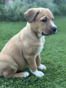 Rescue Mixed Breed Dogs for Adoption in Houston, Texas - Tawny | PetCurious