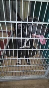 MOLLY -  Labrador Retriever and Mixed Breed Dog for Adoption in Texas City, Texas - MOLLY | PetCurious