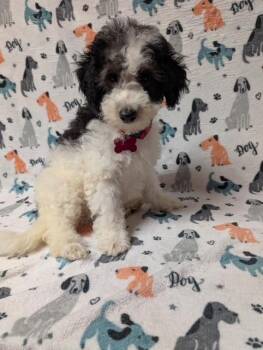 Carson -  Aussiedoodle Dog for Adoption in Maitland, Florida - Carson | PetCurious