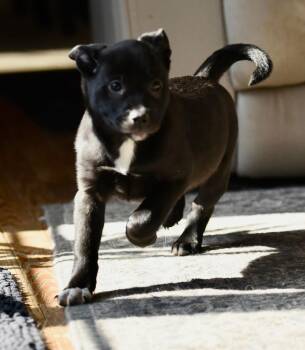 Pit Bull Terrier Dogs Available for Adoption - Ivy | PetCurious