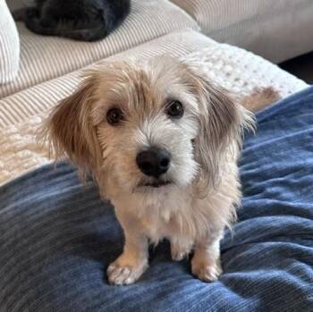 Dachshund and Wire Fox Terrier Dogs Available for Adoption in Midlothian, Virginia - Flint | PetCurious
