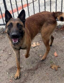 Belgian Shepherd Malinois Dogs Available for Adoption in Riverside, California - MAXIMUS | PetCurious