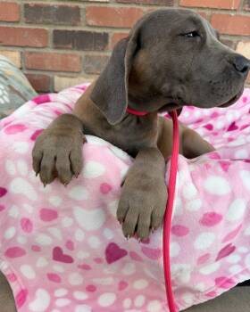 Cane Corso Dogs Available for Adoption in Glendale, Arizona - Bette Midler | PetCurious