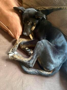 Twiggles -  Shepherd Dog for Adoption in Germantown, Ohio - Twiggles | PetCurious
