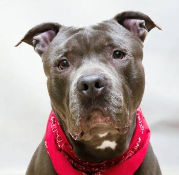 Rescue Terrier Dogs for Adoption in Sanford, Florida - Rhino | PetCurious