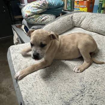 Remus -  Great Dane and Pit Bull Terrier Dog for Adoption in Salem, West Virginia - Remus | PetCurious