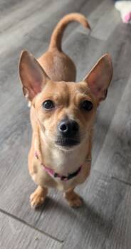 Chihuahua Dogs Available for Adoption in South Charleston, Ohio - Frida | PetCurious