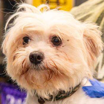 Cressida *Avail 6/27 at Biddeford Petsmart* -  Maltese Dog for Adoption in Kennebunk, Maine - Cressida *Avail 6/27 At Biddeford Petsmart* | PetCurious