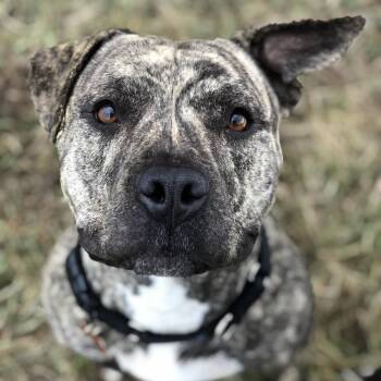 Staffordshire Bull Terrier Dogs Available for Adoption in Glenwood Springs, Colorado - Lilith | PetCurious