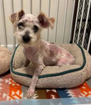 BUDDY -  Mixed Breed Dog for Adoption in Jacksonville, Florida - BUDDY | PetCurious