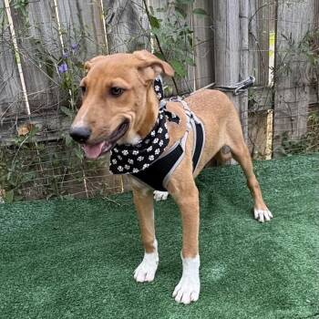 Latte -  Shepherd Dog for Adoption in Woodstock, Ontario - Latte | PetCurious