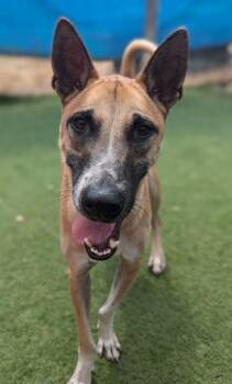 Vander (Soi Dog) -  Jindo and Shiba Inu Dog for Adoption in Ramona, California - Vander (Soi Dog) | PetCurious