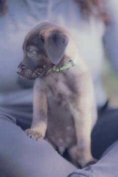 Rescue Labrador Retriever Dogs for Adoption in Sand Lake, Florida - Aston | PetCurious