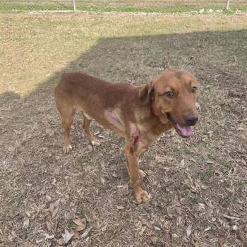 Labrador Retriever Dogs Available for Adoption - Liam Lionheart | PetCurious