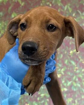Shepherd and Mixed Breed Dogs Available for Adoption in San Antonio, Texas - Cyan | PetCurious