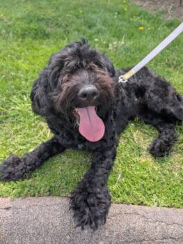 Standard Poodle Dogs Available for Adoption in Renfrew, Pennsylvania - Claire | PetCurious