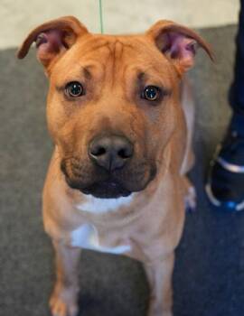 Scooby -  Pit Bull Terrier and Mixed Breed Dog for Adoption in Bowling Green, Kentucky - Scooby | PetCurious