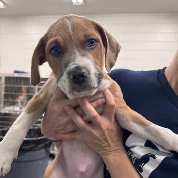 Carl -  Pit Bull Terrier Dog for Adoption in Montgomery, Alabama - Carl | PetCurious