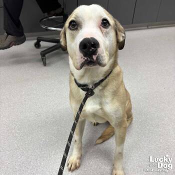 American Bulldog Dogs Available for Adoption - Ghost | PetCurious