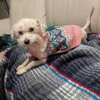 Maltese Dogs Available for Adoption - Snowy | PetCurious