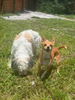 Lilly -  Chihuahua Dog for Adoption in Parrish, Florida - Lilly | PetCurious