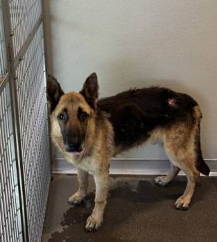 Arthur -  German Shepherd Dog and Mixed Breed Dog for Adoption in Fresno, California - Arthur | PetCurious