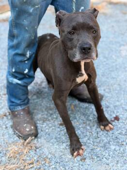 Drew -  American Staffordshire Terrier Dog for Adoption in Elizabethtown, North Carolina - Drew | PetCurious