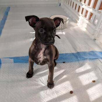Chihuahua and Terrier Dogs Available for Adoption in South Elgin, Illinois - Ally | PetCurious