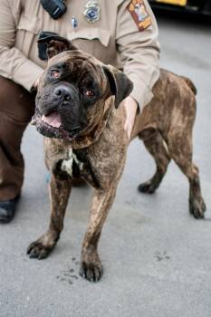 Ford -  Bullmastiff and Boxer Dog for Adoption in Frankfort, New York - Ford | PetCurious