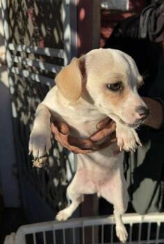 Chihuahua Dogs Available for Adoption - Honey In LA | PetCurious