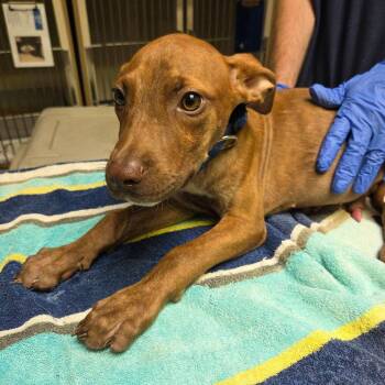 Peanut -  Terrier Dog for Adoption in Dallas, Texas - Peanut | PetCurious