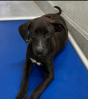Mixed Breed Dogs Available for Adoption in New York, New York - Cove (p) | PetCurious