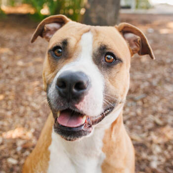 Rescue Mixed Breed Dogs for Adoption in Largo, Florida - Rubble | PetCurious
