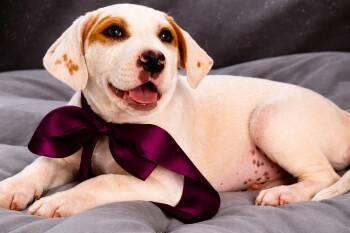 Tennessee Treeing Brindle and Labrador Retriever Dogs Available for Adoption in Nahunta, Georgia - Peepers | PetCurious