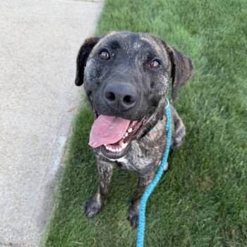 ROMERO -  Plott Hound Dog for Adoption in Cranston, Rhode Island - ROMERO | PetCurious