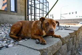 Sage -  Pit Bull Terrier and Mixed Breed Dog for Adoption in Yakima, Washington - Sage | PetCurious