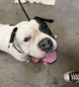 Pit Bull Terrier and Mixed Breed Dogs Available for Adoption - Kona | PetCurious