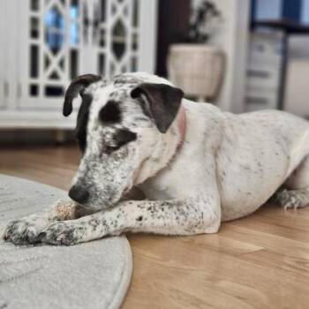 Mixed Breed Dogs Available for Adoption - Daphne | PetCurious