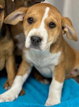 Rhodesian Ridgeback and Mixed Breed Dogs Available for Adoption - Chandler | PetCurious