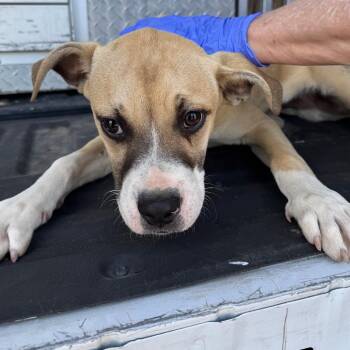 Pit Bull Terrier Dogs Available for Adoption - Jaiden | PetCurious