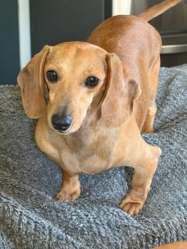 Dachshund Dogs Available for Adoption in Blue Springs, Missouri - Zoe | PetCurious