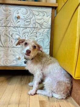 Chihuahua and Maltese Dogs Available for Adoption - Oscar Mayer | PetCurious