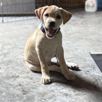 Alex -  Labrador Retriever Dog for Adoption in Carmel Hamlet, New York - Alex | PetCurious