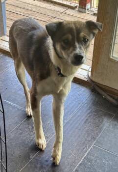 Glory -  Chihuahua and Corgi Dog for Adoption in New Braunfels, Texas - Glory | PetCurious