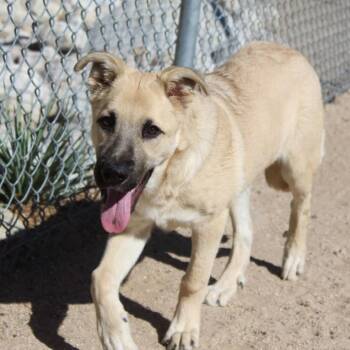 Butters -  Shepherd Dog for Adoption in Yucca Valley, California - Butters | PetCurious