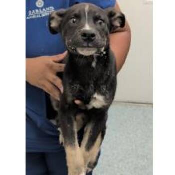 Batman -  Siberian Husky and Mixed Breed Dog for Adoption in Madison, Wisconsin - Batman | PetCurious
