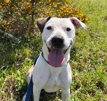 ROO -  Pit Bull Terrier and Mixed Breed Dog for Adoption in Mckinleyville, California - ROO | PetCurious