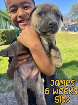 Mixed Breed Dogs Available for Adoption - JAMES | PetCurious